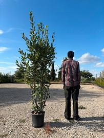 Pianta alloro altezza 200/220 cm vaso 28