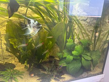 Scalari pesci tropicali da acquario