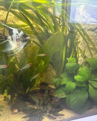 Scalari pesci tropicali da acquario