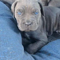Cane corso disponibile