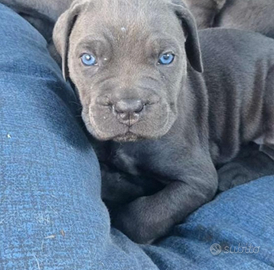 Cane corso disponibile