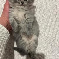 Ultimi due maschietti scottish