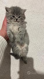 Ultimi due maschietti scottish