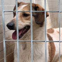 Cookie, cane di gran compagnia