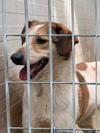 Cookie, cane di gran compagnia