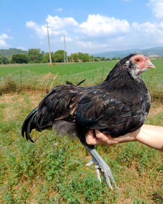 Galli razza Olive Egger