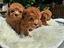 Immagine 6