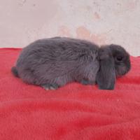 Conigli nani minilop