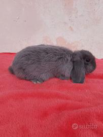 Conigli nani minilop