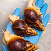 Chiocciole giganti africane