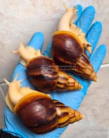 Chiocciole giganti africane