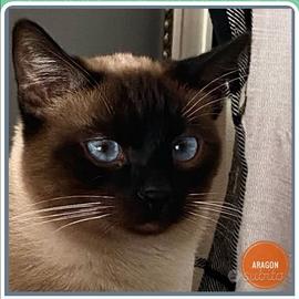 Aragon simil siamese, molto pacato