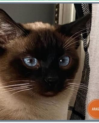 Aragon simil siamese, molto pacato