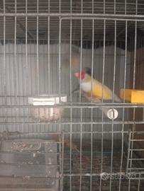 Diamanti di Gould