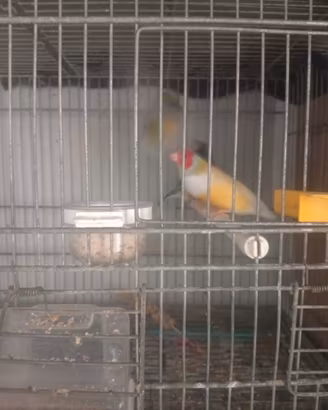 Diamanti di Gould