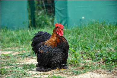 Avicoli Galline Ornamentali Nane Animali In vendita a Arezzo