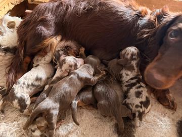Bassotto pelo lungo cioccolato arlecchino cuccioli