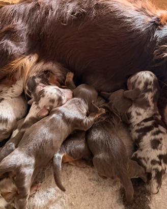 Bassotto pelo lungo cioccolato arlecchino cuccioli