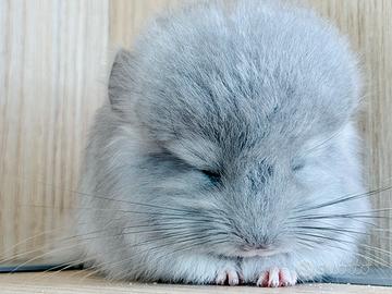 Cincillà cucciolo cucciola Angora