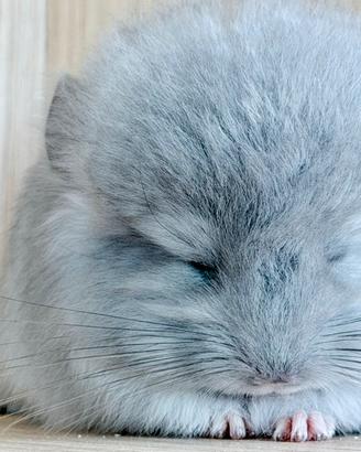 Cincillà cucciolo cucciola Angora