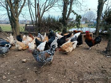 Galline incrociate razze antiche