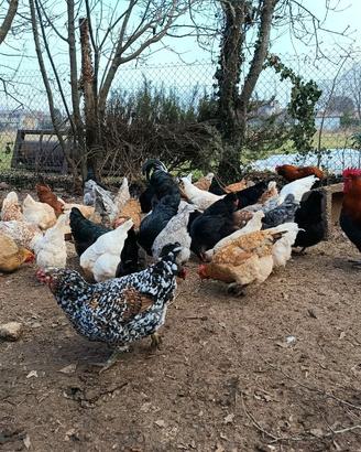 Galline incrociate razze antiche