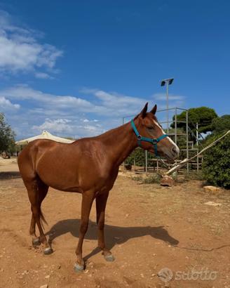 Pony da salto