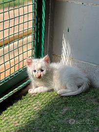 Gattini bianchi cuccioli
