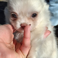 Cucciola taglia piccola