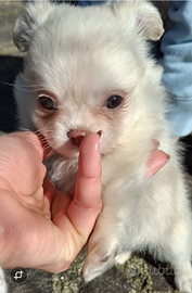 Cucciola taglia piccola