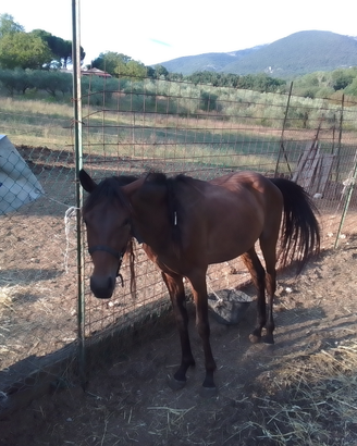 Puledro