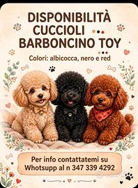 Barboncino toy