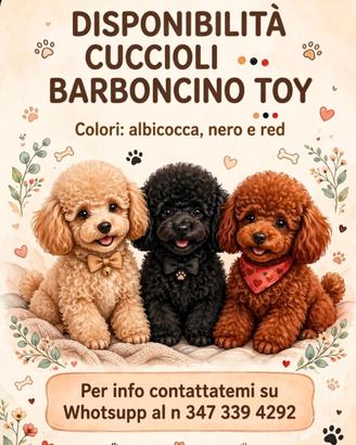 Barboncino toy