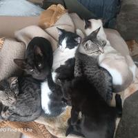 Gattini razza europea