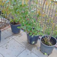 Photinia Red Robin
