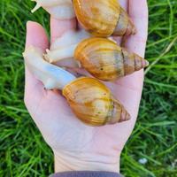 Liss.fulica jadatzi baby