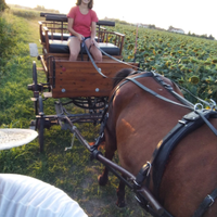 Cavallo sella e carrozza