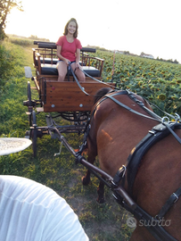 Cavallo sella e carrozza