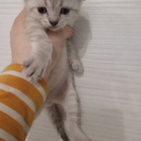 Cucciolo Schottis Fold