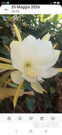 cactus lingua di suocera Epipactus giallo