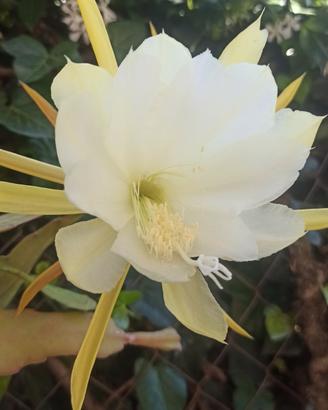 cactus lingua di suocera Epipactus giallo