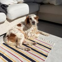 Cane adulto è affettuoso