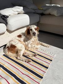 Cane adulto è affettuoso