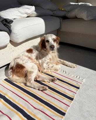 Cane adulto è affettuoso