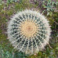 Echinocactus grusonii