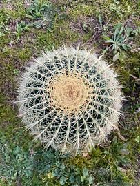 Echinocactus grusonii
