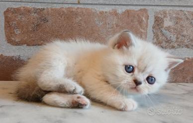 British Shorthair (simile) Blucrema Point 