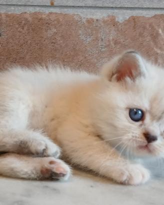 British Shorthair (simile) Blucrema Point 
