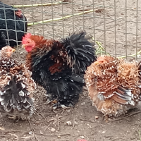 Cocincine galline ornamentali