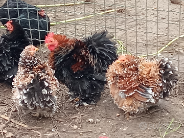 Cocincine galline ornamentali